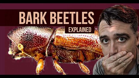 European Bark Beetle Apocalypse Explained