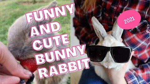 Funny and Cute Rabbit Videos