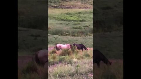 Arthur the rescue horse grazing with his old friend Penny