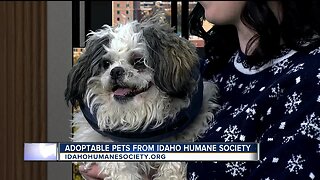 Idaho Humane Society: Hermey
