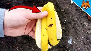 Bury Banana Peel in your Garden and WATCH WHAT HAPPENS 💥