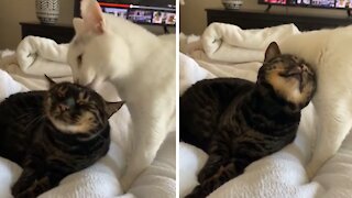 Cat gives kitty best friend loving morning kisses