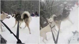 Huskies are just as good as reindeer at pulling a sleigh