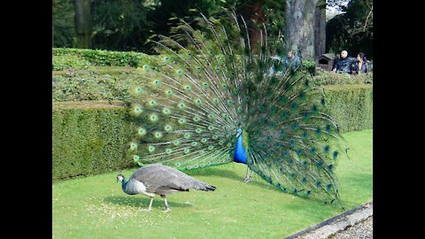 Peacock Beauty - 4