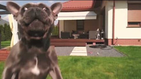 Cane afferra un drone in slow-motion!