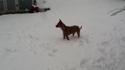 Puppy's first snow experience goes just like you'd imagine