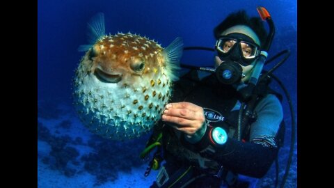 Meet the urchin fish