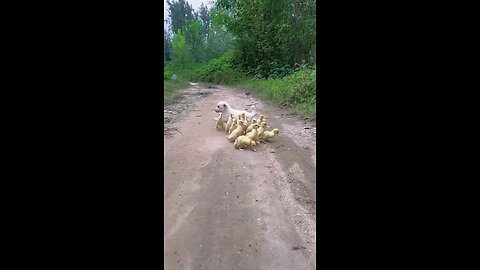 the_dog_leads_the_little_duck_to_find_water_pet_dog🐕🐕🐤🐣🐣