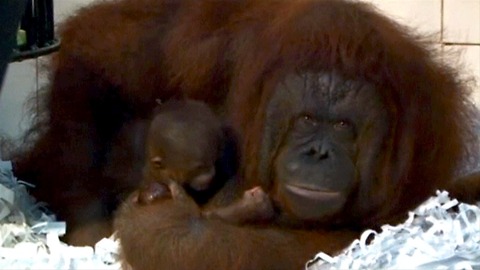 Newborn Baby Orangutan
