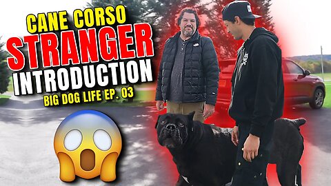 Introducing Strangers To Your Cane Corso In Your Home BIG DOG LIFE ep. 03