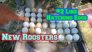 NEW ROOSTERS | #2 Line Hatching Eggs | Keeping Baby Chicks | shed to house | tiny cabin | homestead