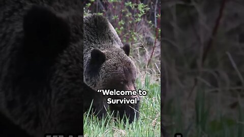 Bear Attack Survival: Episode 3 #aistories #aigenius #ai