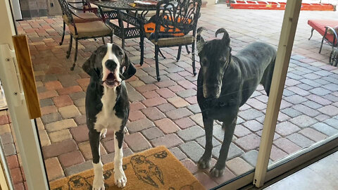 Impatient Talkative Great Dane Puppy Wants Inside .....Right Now