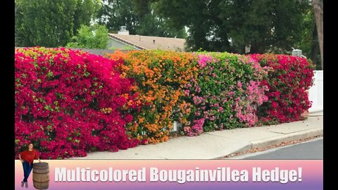 Multicolored Bougainvillea Hedge in Los Angeles!