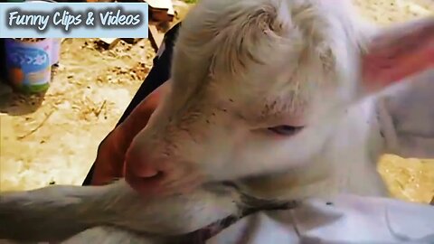 funny Baby Goat playing | baby goats playing funny videos