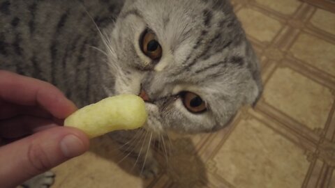 The cat loves a sweet corn stick and smacks his lips with pleasure