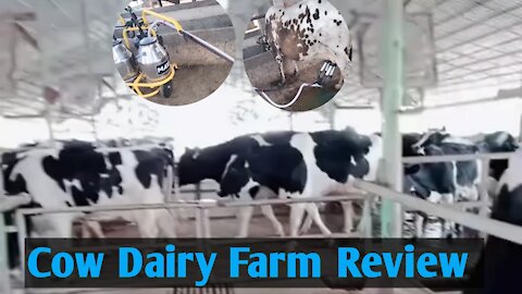 Cow Diary Farm || Visited Cow Dairy farms || Beautiful Cow Dairy farms