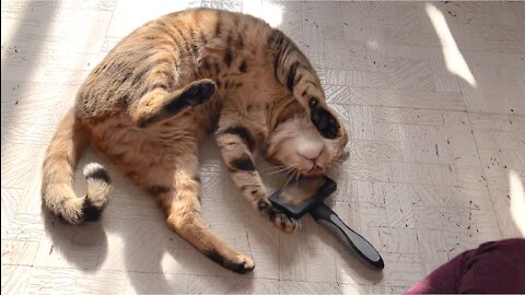 Cat Tries To Brush Herself... CUTE 😍