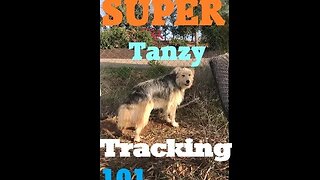 DOGS Voice Command | Tracking to Scents | Dog Easy 101 | DIY in 4D Good Girl Tanzy