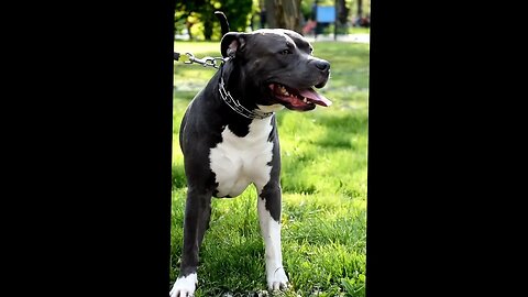 Enzo, good friend with Nero #amstaff #shortvideo #amstafflove #viral #amstaffworld #dog