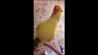 Polite parrot repeatedly asks for kisses