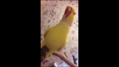 Polite parrot repeatedly asks for kisses