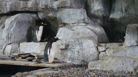 Gentoo Penguins Standing In Aquarium Tank