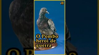 O Pombo HEROI DE GUERRA - Micro historia