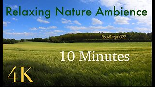 Nature’s Symphony: 10-Minute Grass Field Ambience