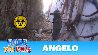 A homeless dog living in a trench next to a bio-hazard disposal company.