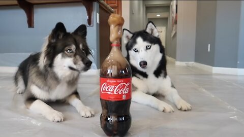 Huskies React To Coca Cola & Mentos Experiment!