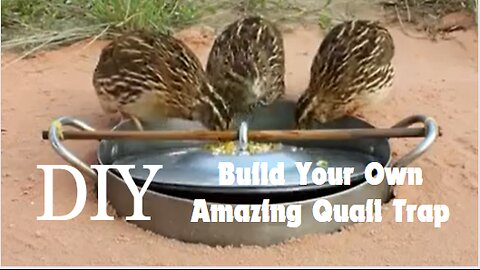 DIY: Build Your Own Amazing Quail Trap