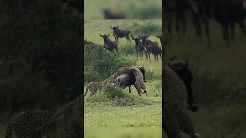 Cheetahs Hunts and Kills Wildebeest