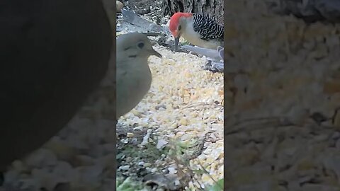 Woodpecker 🐦and dove 🕊️dining 🥣 #cute #funny #animal #nature #wildlife #trailcam #farm #homestead