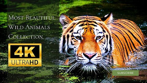 Most Beautiful Wild Animals Collection in 4K, Amazing Emotional 5 min Video with Relaxing Music