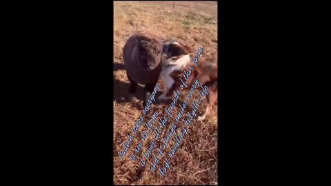 Alpaca and black cow on the grassland