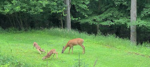 Wild fawns incredibly playing with each other