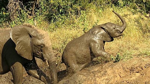 Tenacious Baby Elephant Shows Determination To Escape Muddy Riverbank