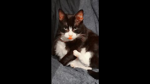 CUTE TUXEDO CAT CLEANING