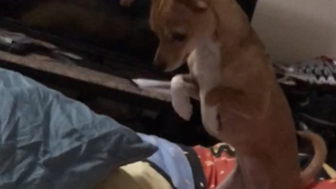 A Neat Freak Chihuahua Wants To Make Her Bed Just Right