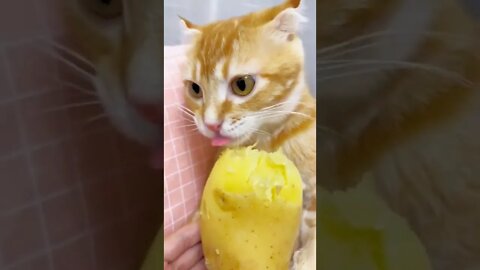 cat loves potatoes so much