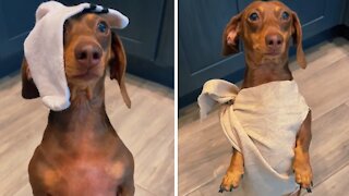 Pup pulls off flawless impression of Dobby from 'Harry Potter'