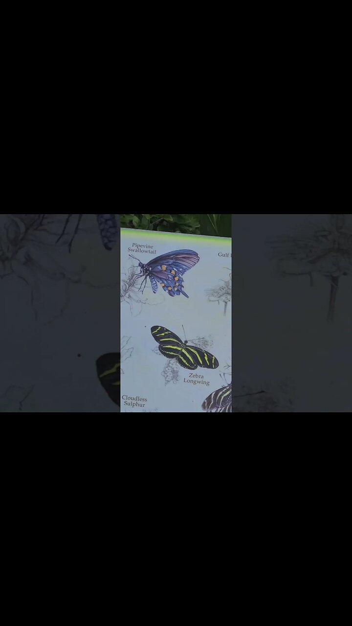 butterfly life cycle