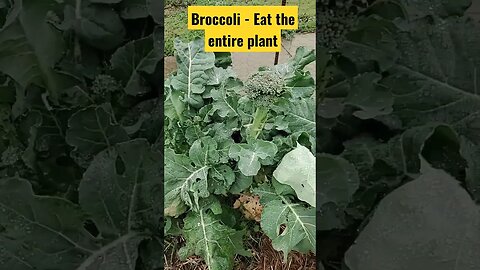 Gardening Tip - The Entire Broccoli Plant Is Edible #foodshortages #gardeningtips #eatthis