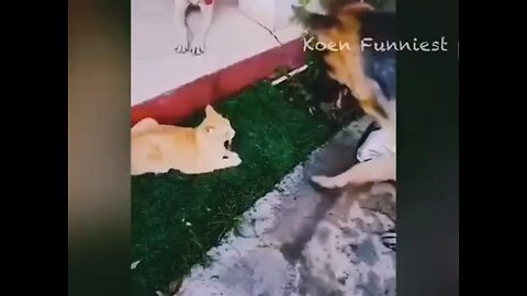 Animal Funny Video