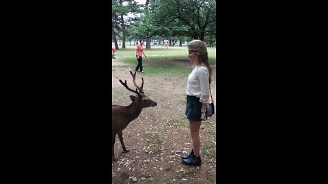 This deer imitates the girl's movements