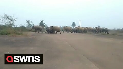 Astounding moment dozens of elephants brought Indian highway to standstill