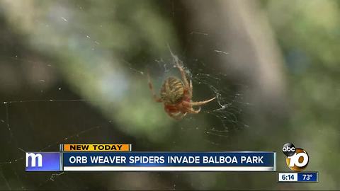 Orb Weaver spiders invade Balboa Park