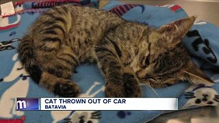 Cat thrown out of car in Batavia