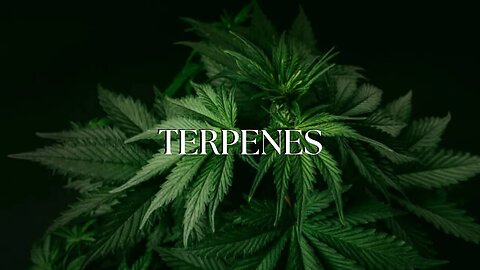 Terpenes: What are they and where do they come from 💚✨✨ CBD Skincare Products